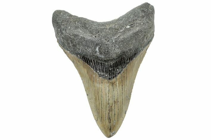 Serrated, Fossil Megalodon Tooth - North Carolina #309515